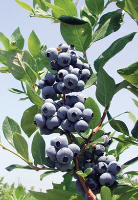 hammonton new jersey blueberries